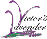 Victor's Lavender Logo