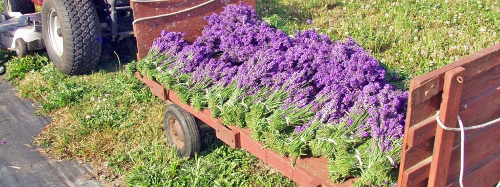 Cut Lavender