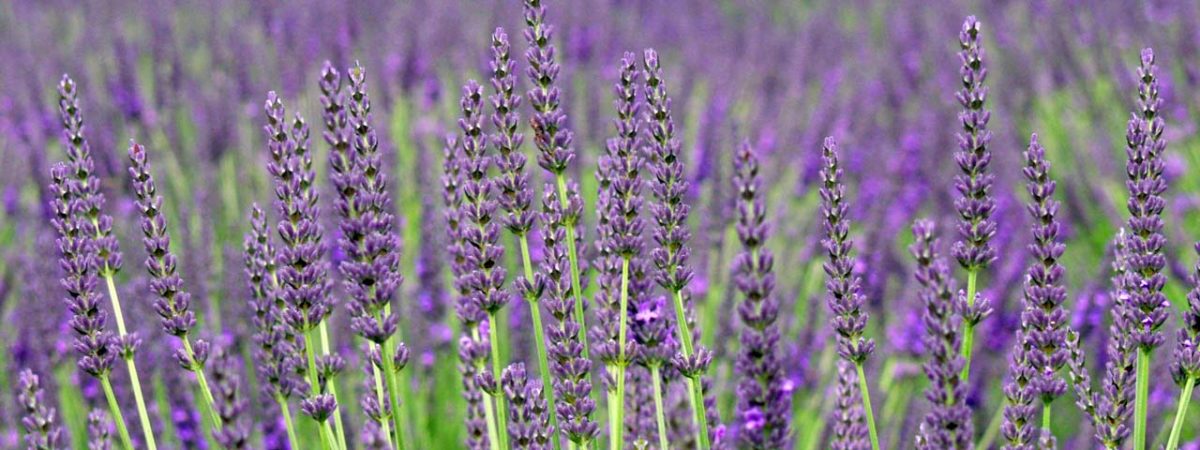 Lavandula Intermedia from Victor's Lavender in Sequim, Washington.