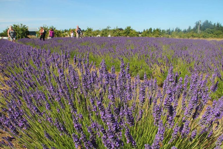 Sequim Lavender Farm - Victor's Lavender - Sequim, WA