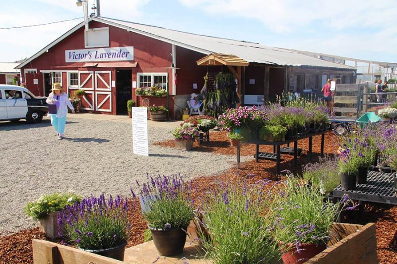 Sequim Farm Victor's Lavender Farm Sunny Sequim, WA