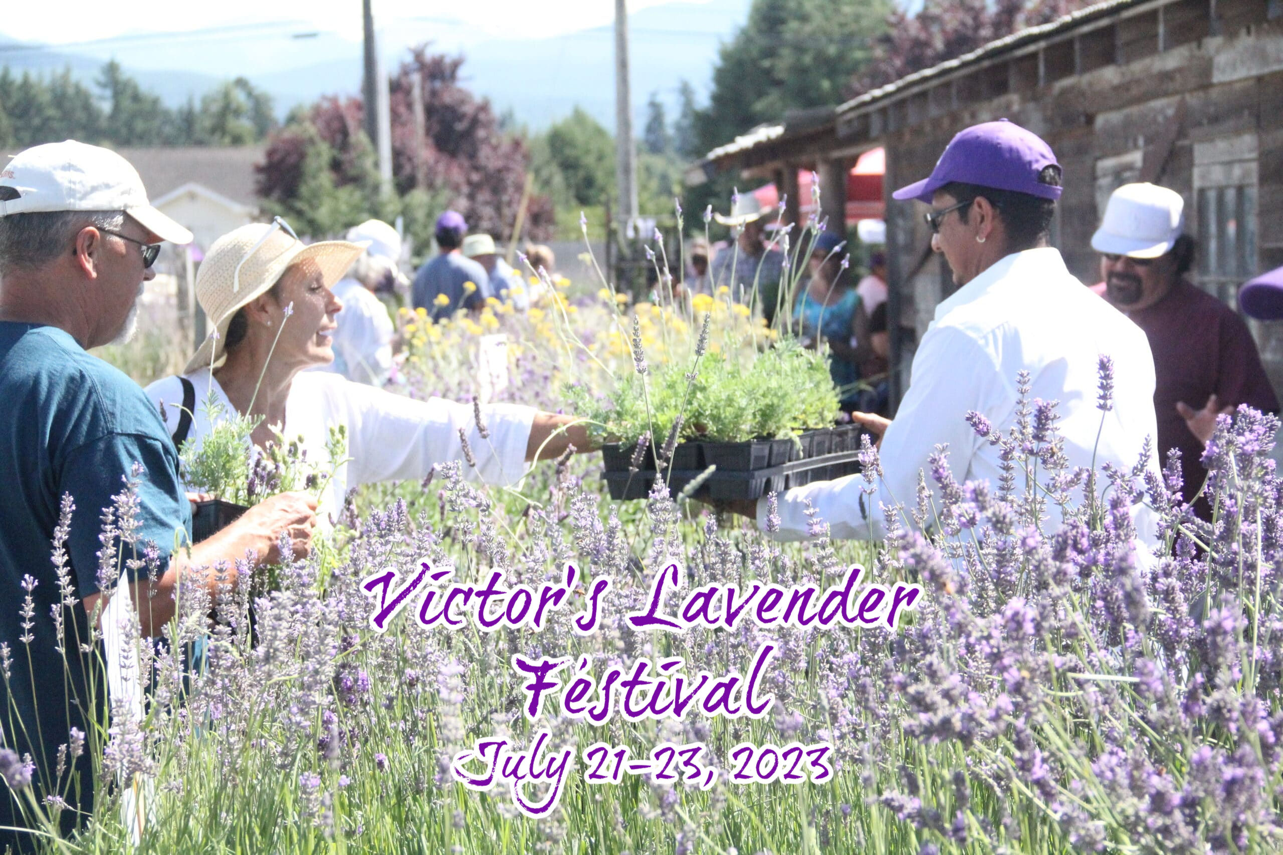 Victor's Lavender Festival Victor's Lavender
