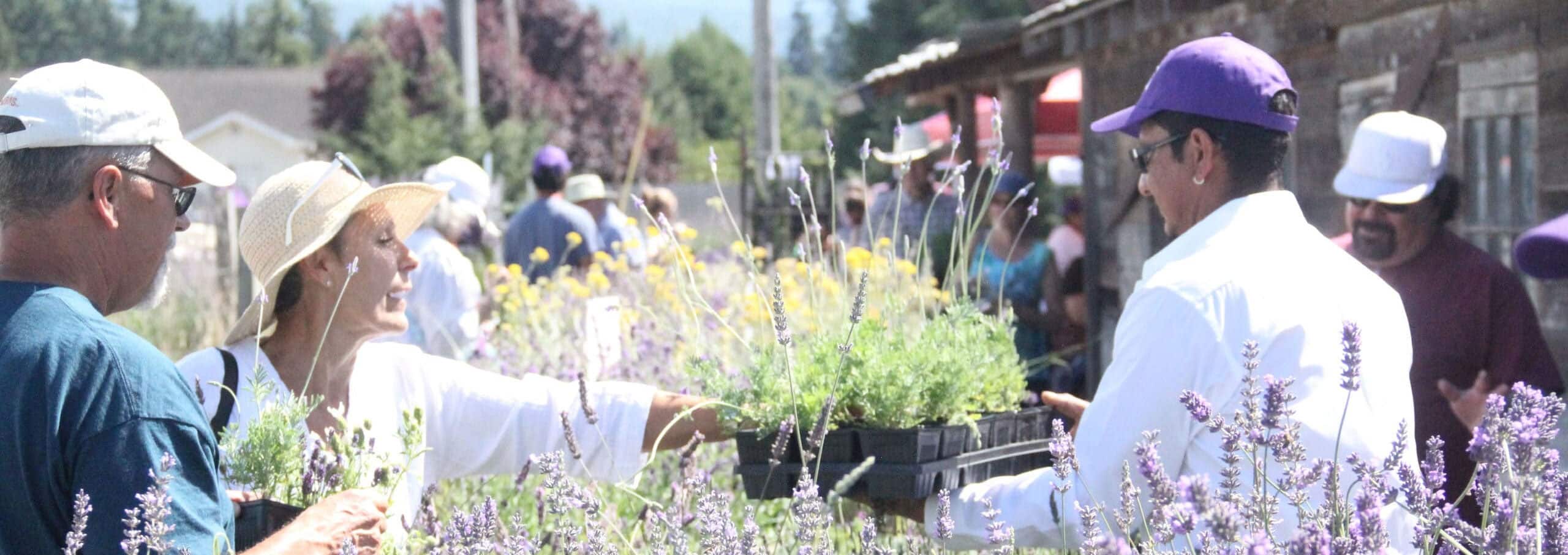 Open air lavender market